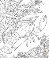 Coloring Crawfish Getcolorings Crayfish sketch template