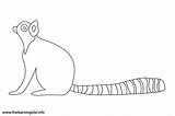 Lemur Tailed Ring Striped Coloring Adjectives Click Outline Flashcards sketch template