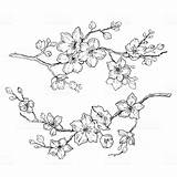 Blossom Sakura Line Doodle Cherry Drawing Flower Flowers Cute Japanese Vector Floral Drawings Illustration Sketches Realistic Plant Istockphoto Drawn Ink sketch template