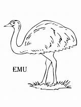 Emu Pages Coloring Birds Color sketch template