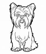 Terrier Yorkie Silky sketch template