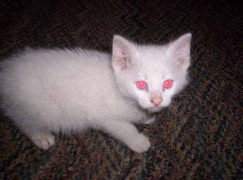 albino kitten for sale adoption from days creek oregon