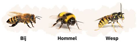 wat  het verschil tussen een bij een wesp en een hommel bijenclub hot sex picture