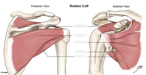 rotator cuff muscles diagram quizlet