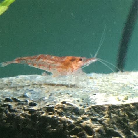 Guesstimating The Sex Of Cherry Shrimp My Daughter Has