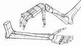 Arm Anatomy Proko Bones Drawing Draw Artists Choose Board sketch template