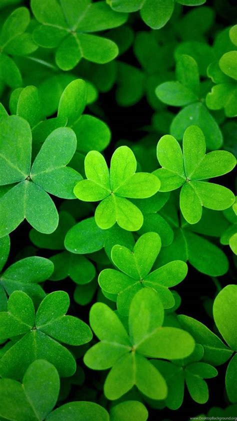 clover leaves aesthetic wallpaper wallpaperscom