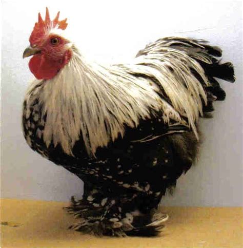 Silver Pencil Cochin Bantam Chickens Cackle Hatchery