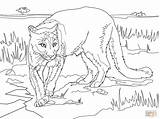 Coloring Cougar Pages Puma Lion Mountain Printable South American Florida Panthers Panther Sheet Color Animal Kids Drawing Supercoloring Lions sketch template