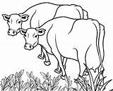 Coloring Printable Cow Cows Pages Two Color Farm Kids Related Cool2bkids Preschoolers Getdrawings Getcolorings Print sketch template