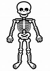 Skeleton Coloring Pages Cartoon Skeletons Halloween Print Standing Kids Human Bones Drawing Dog Bone Printable Esqueleto Para Cute Dibujo Niños sketch template