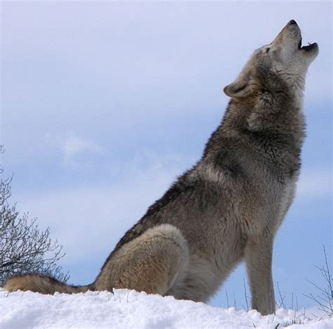 wolf howling howling  justice