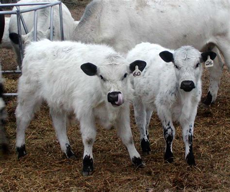 beautiful   nose lick lol miniature  breeds cattle farm