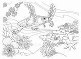 Coloring Pages Reef Coral Great Turtle Drawing Barrier Ocean Sea Printable Google Coloriage Realistic Christmas Color Search Kids Hawaiian Dessin sketch template