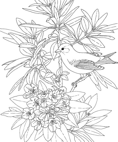 bird coloring pages  adults clip art library