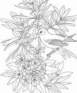 Coloring Pages Birds Flower Washington State Bird Goldfinch Flowers Printable Adult Rhododendron Colouring Winter Printables Adults American Little Willow Heart sketch template