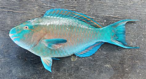 azure parrotfish mexico fish birds crabs marine life shells