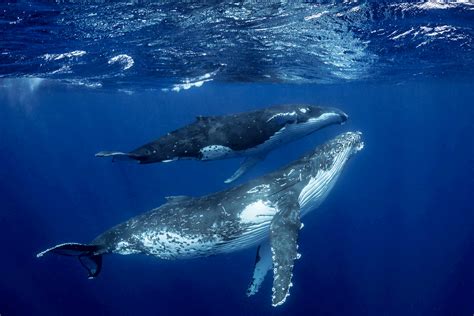 stunning underwater images   brit diver show humpback whales  young calf  tongan