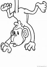Tiere Ausmalbilder Affen Monos Macacos Apinat Monkeys Scimmie Drucken Varityskuvia Malvorlagen Tulosta sketch template