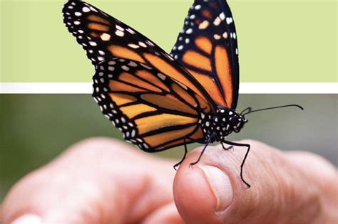 illinois agriculture sector pitching   save  monarch butterfly