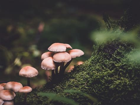 How To Grow Mushrooms In A Terrarium Popular Science