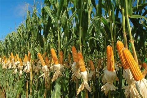 ciri ciri tanaman jagung