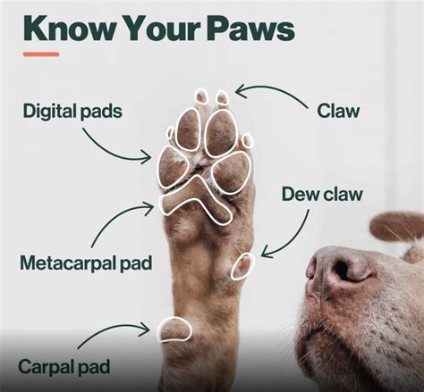dogs paws     care    farmer
