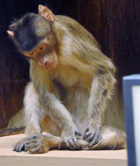rhesus monkey media encyclopedia  life