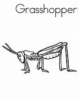 Grasshopper Coloring Locusts sketch template