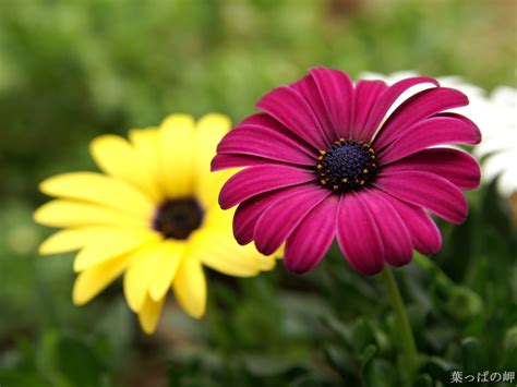 interesting group   beautiful flowers