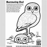 Coloring Owl Burrowing Spectacled Designlooter 95kb 400px sketch template