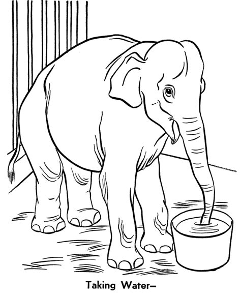 zoo animal coloring pages zoo elephant coloring page  kids