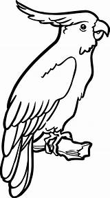 Perroquet Parrot Drawings Animals Colorier Coloriages Papagei Vogel Ausmalen Aves Peroquet Magicas Agujas Sketches Malvorlagen Vole Tallado Apliques Repujado Ausmalbilder sketch template