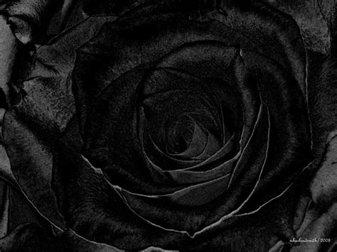 black rose photograph  michelle barlondsmith fine art america