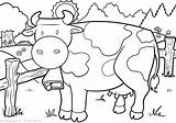 Vacas Toros Byki Cows Bulls Tori Mucche Krowy Oraz Kolorowanki sketch template