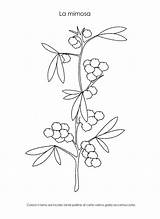 Mimosa Colorare sketch template