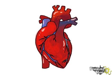 easy human heart drawing