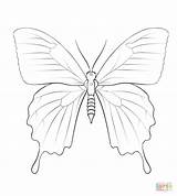 Butterfly Ulysses Coloring Pages Drawing Printable Drawings sketch template