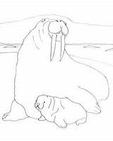 Walrus Coloring Mother Baby Paperblog sketch template