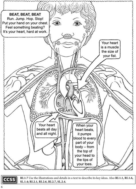 boost   human body coloring book dover publications science