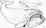 Coloring Whale Pages Bowhead Whales Animals Drawing Color Printable sketch template
