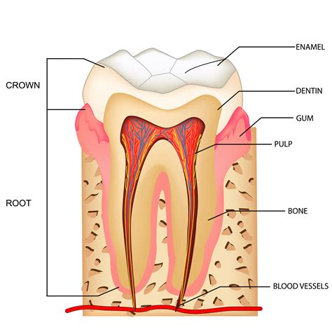 what is root canal therapy vermont south dental