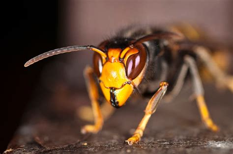 Deadly Asian Hornet Seen In Scotland Yet Not Is All As It Seems