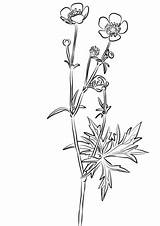 Buttercup Acris Ranunculus Meadow Coloring Drawing Pages Printable Categories Getdrawings sketch template