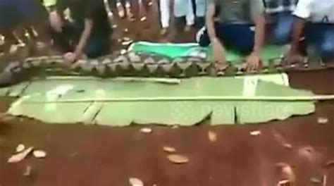 woman eaten alive by python in indonesia buy sell or upload video