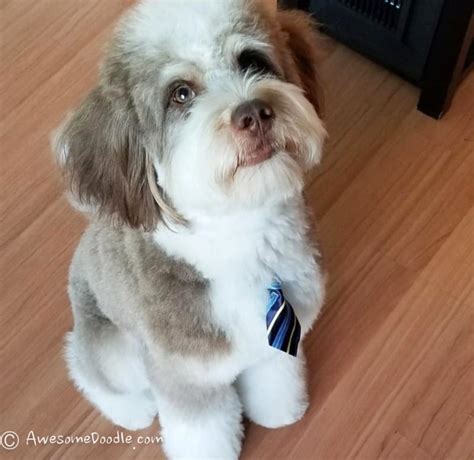 The Cutest Photos Of Adult Mini Aussiedoodles Awesomedoodle