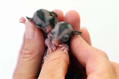 sweet sugar gliders picture cutest baby animals