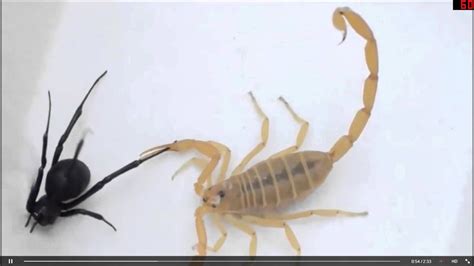 Scorpion Vs Black Widow Fixed Audio Youtube