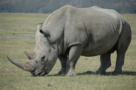 white rhino  african elephant   win   fight grasscity