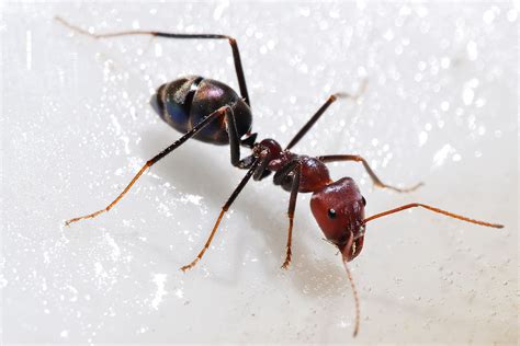 ant simple english wikipedia   encyclopedia